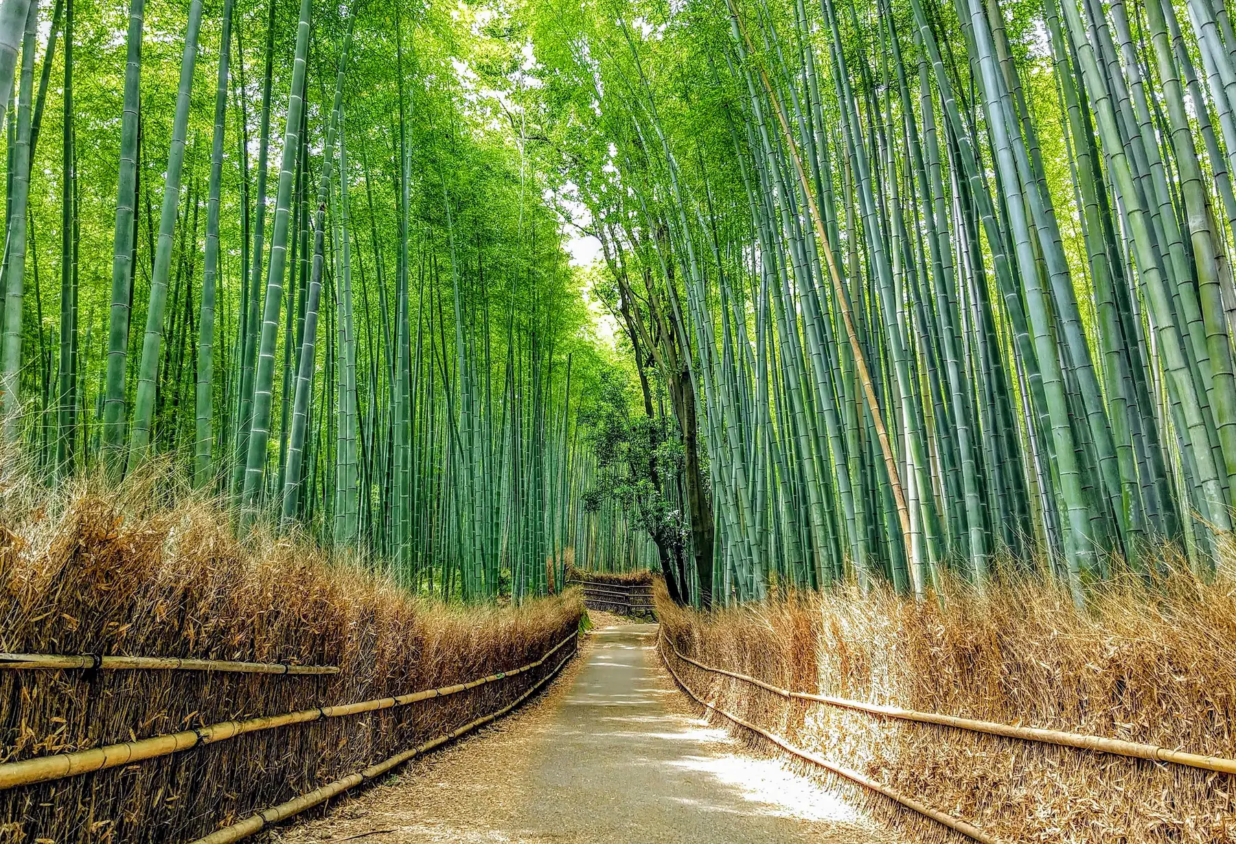 Bamboo forest