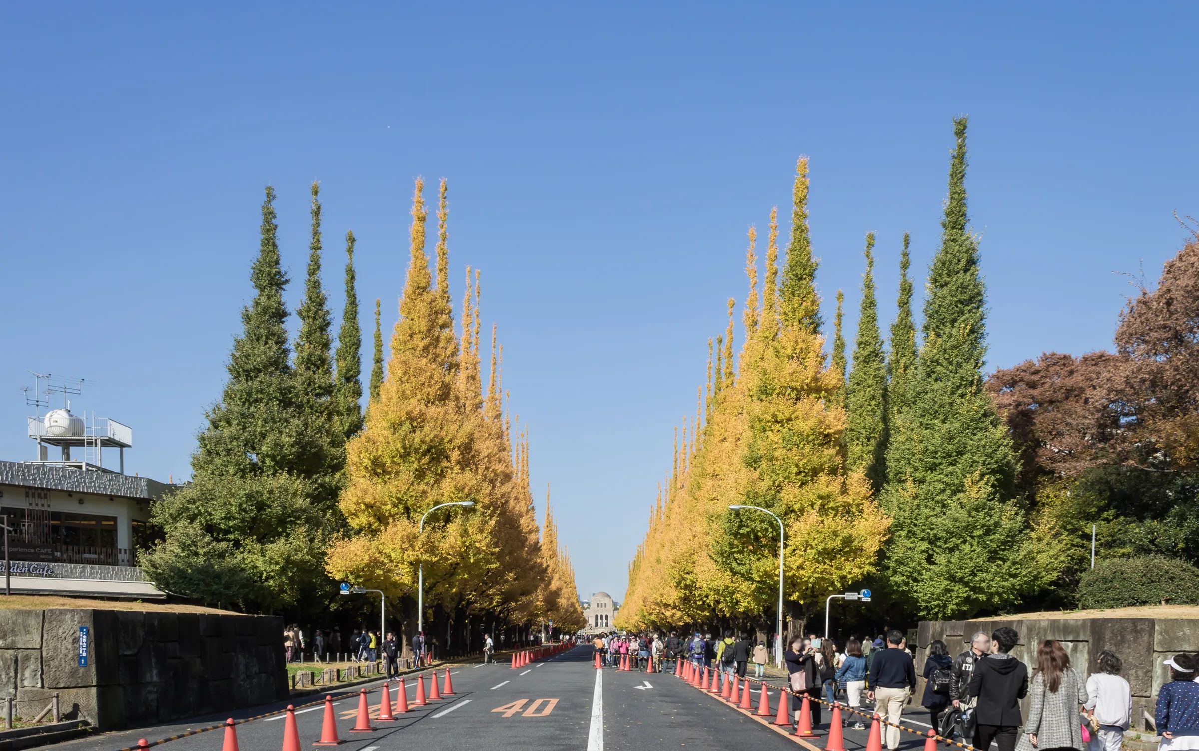 Ginkgo avenue